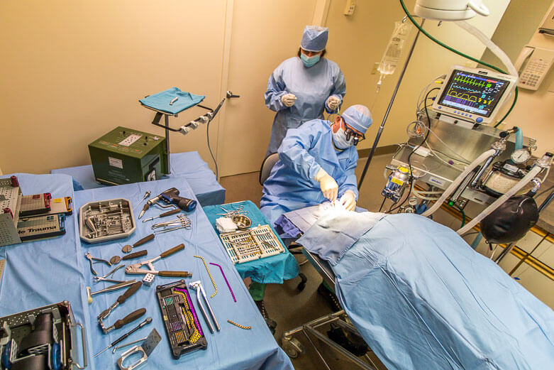 Animal Dental Clinic: trauma-reconstruction Animal Dental Clinic: trauma-reconstruction