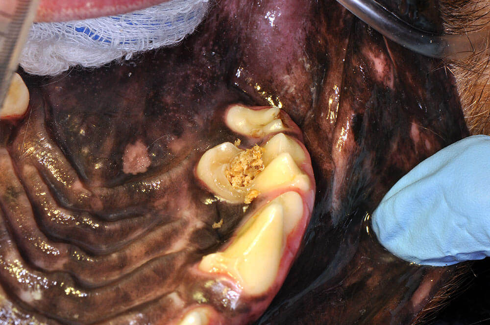 Animal Dental Clinic: Caries Lesion