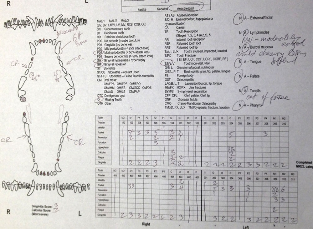 Dental Chart Dental Chart