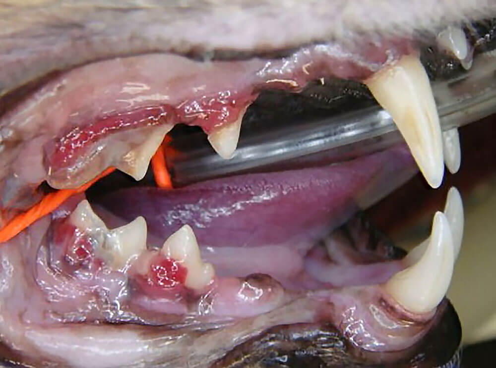 Endodontics Types: Resorptive Lesions