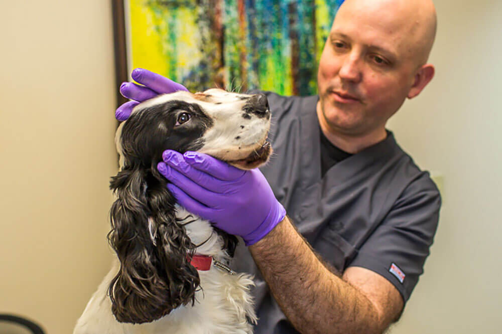 Animal Dental Clinic: farcas-oral-exam Animal Dental Clinic: farcas-oral-exam