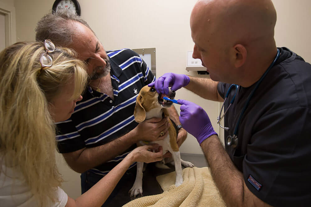 Animal Dental Clinic: Preventative Consultation